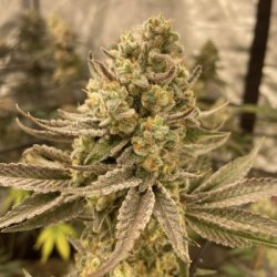 Ein allgemeines Bild