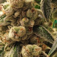 (Bild für) Pluto Cookies IBL Auto