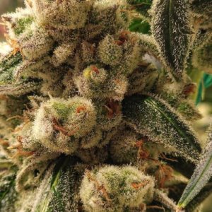 (Bild für) Pluto Cookies IBL Auto