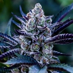 Ein allgemeines Bild