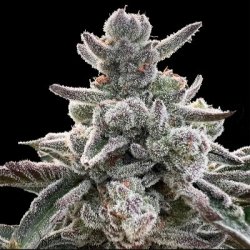 Ein allgemeines Bild