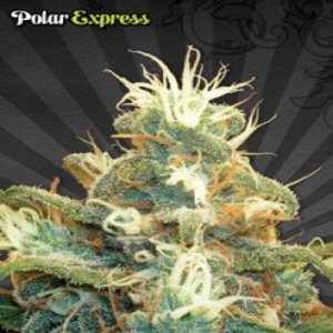 (image for) Polar Express Auto female