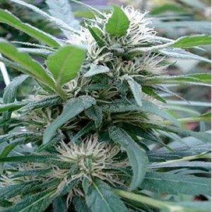 (Bild für) Pondo Mystic aka Apondo Mystic