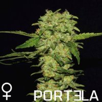 Portela female