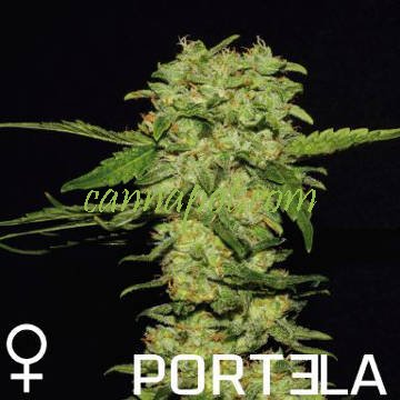Portela female - zum Schließen ins Bild klicken