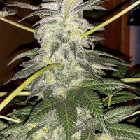 (Bild für) Problem Child