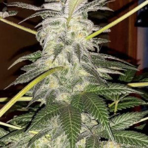 (Bild für) Problem Child