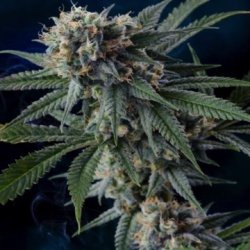 Ein allgemeines Bild