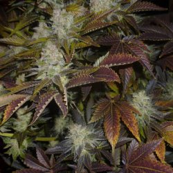 Ein allgemeines Bild