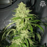 (image pour) Psycho Crack