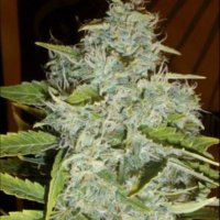 (image pour) Psychofruit Auto fem
