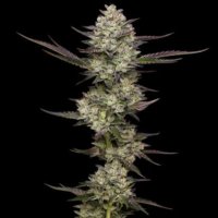 (image for) Puff Pastry