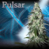 Pulsar fem