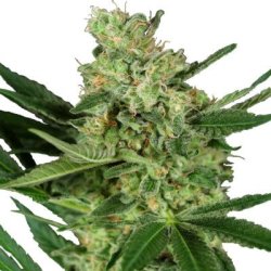 Ein allgemeines Bild