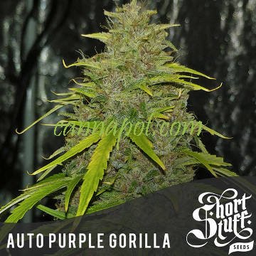 Auto Purple Gorilla - zum Schließen ins Bild klicken