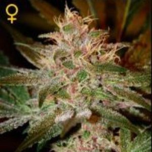 (imagen para) Pure Kush female