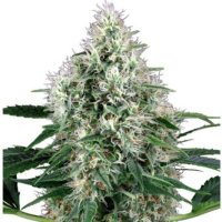 (imagen para) Pure Power Plant Automatic fem