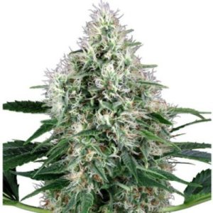 (imagen para) Pure Power Plant Automatic fem