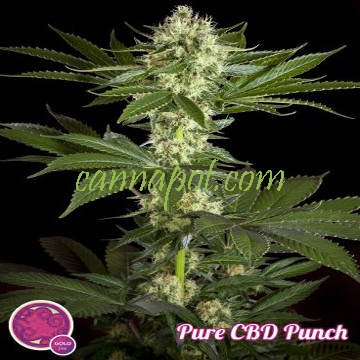 Pure CBD Punch fem - zum Schließen ins Bild klicken