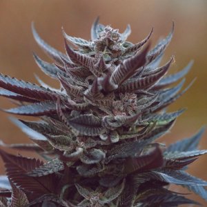 Purple Afghan Kush IBL