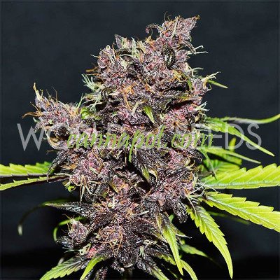 Purple Afghan Kush Ryder - zum Schließen ins Bild klicken