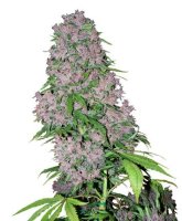 Purple Bud fem