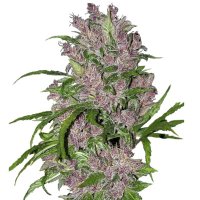 (Bild für) Purple Bud fem