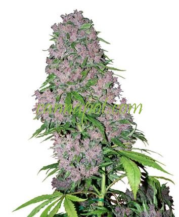 Purple Bud Automatic fem - zum Schließen ins Bild klicken