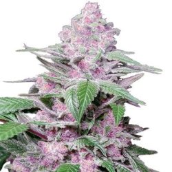 Ein allgemeines Bild