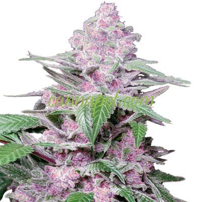 Purple Cookie Kush - zum Schließen ins Bild klicken