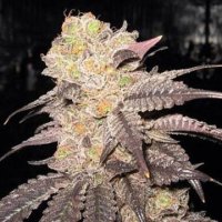 Purple Diesel female