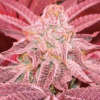 Purple Dosi Punch fem