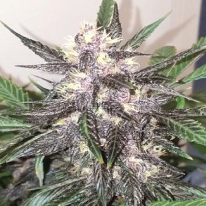 Purple Haze Autoflower fem