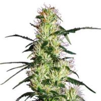 (imagen para) Purple Haze fem