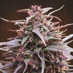 Ein allgemeines Bild