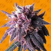 (imagen para) Purple Haze
