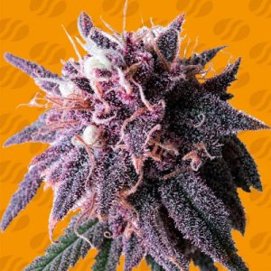 (Bild für) Purple Haze