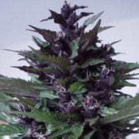 (Bild für) Homegrown Purple