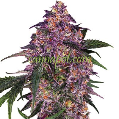 Purple Kush [Sensi Seeds] : cannabisseeds