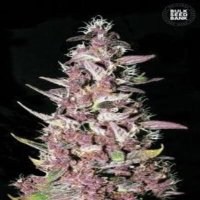 (imagen para) Purple Glam Kush female