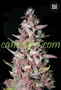 Purple Glam Kush female - zum Schließen ins Bild klicken