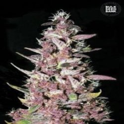 Ein allgemeines Bild