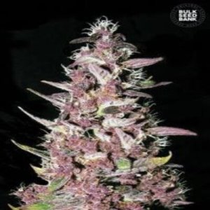 (imagen para) Purple Glam Kush female