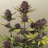 (Bild für) Purple Lemonade Auto RF3 fem
