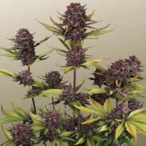 (Bild für) Purple Lemonade Auto RF3 fem