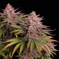 (image pour) Purple Lemonade FF