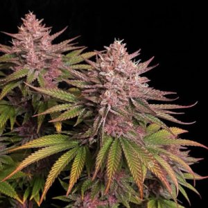 (Bild für) Purple Lemonade FF