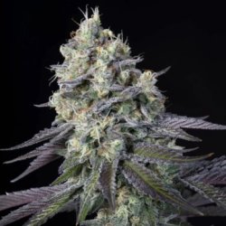 Ein allgemeines Bild