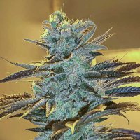(imagen para) Purple Monkey Auto fem