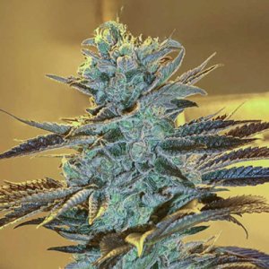 (Bild für) Purple Monkey Auto fem